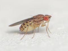 Drosophila busckii