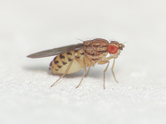 Drosophila busckii
