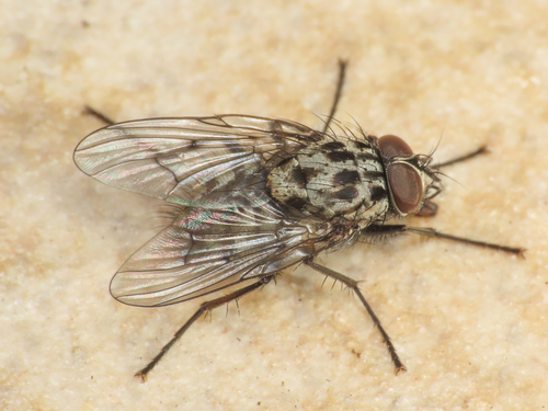 Phaonia trimaculata
