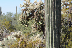 Cylindropuntia fulgida