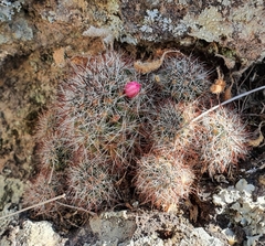 Mammillaria arreolae