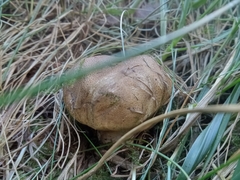 Suillus fuscotomentosus