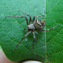 Eustala anastera