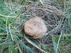 Suillus fuscotomentosus