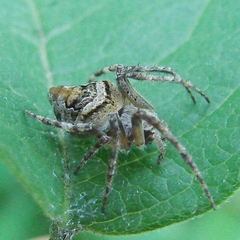 Eustala anastera