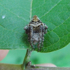Eustala anastera