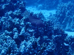 Gymnothorax meleagris