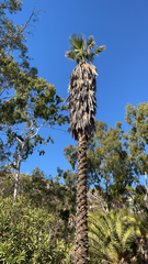 Washingtonia robusta