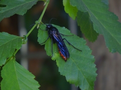 Elaphroptera scoliaeformis