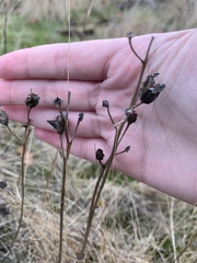 Camassia leichtlinii