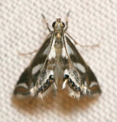 Chrysendeton imitabilis