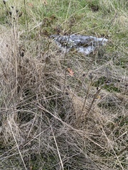 Camassia leichtlinii
