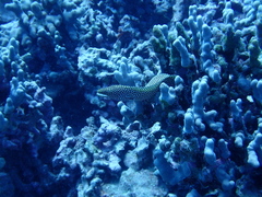 Gymnothorax meleagris