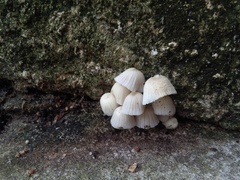 Fungi