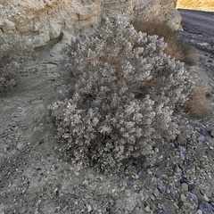 Atriplex hymenelytra