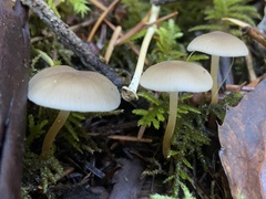 Strobilurus albipilatus