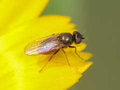 Oscinellinae
