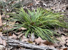 Carex planostachys