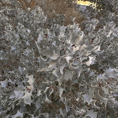 Atriplex hymenelytra