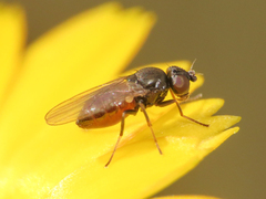 Oscinellinae