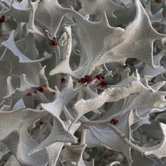 Atriplex hymenelytra