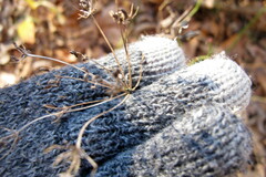 Zizia aurea