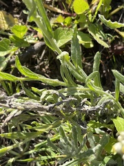 Pseudognaphalium