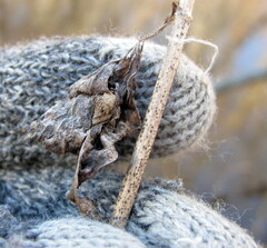Zizia aurea