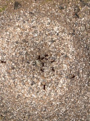 Acromyrmex versicolor