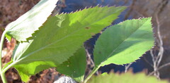 Zizia aurea