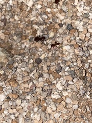 Acromyrmex versicolor
