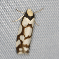 Scaptesyle dichotoma