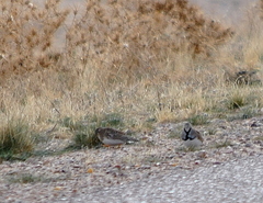 Thinocorus rumicivorus