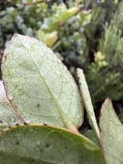 Symplocos theiformis