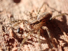 Miturgidae