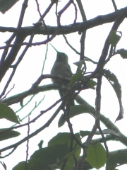 Lampornis clemenciae
