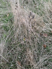 Camassia quamash