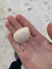 Laevicardium serratum