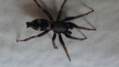 Sergiolus montanus