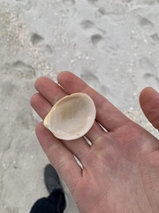 Laevicardium serratum