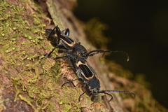 Calydon submetallicum