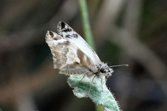 Heliopetes laviana