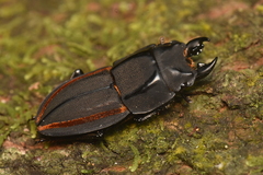 Erichius vittatus vittatus