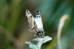 Heliopetes laviana