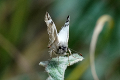 Heliopetes laviana