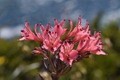 Alstroemeria ligtu ligtu