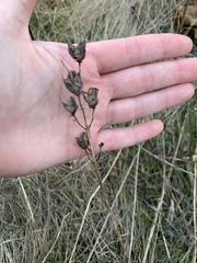 Camassia