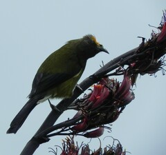 Anthornis melanura