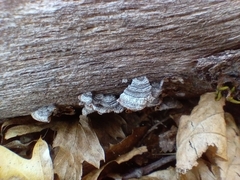 Trichaptum abietinum