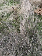 Camassia